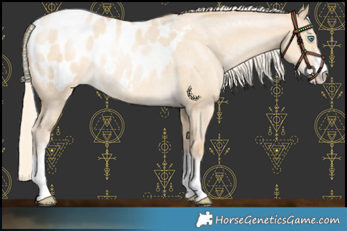 Horse Color:Palomino Pearl Dun Blanket Rabicano