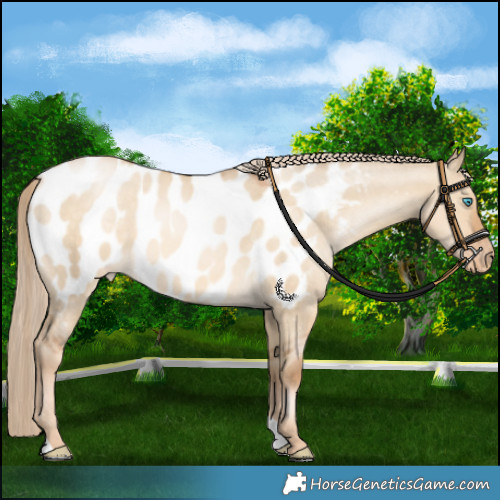 Horse Color:Chocolate Palomino Pearl Dun Blanket