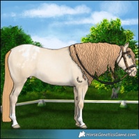 Horse Color:Smoky Grullo Pearl Blanket