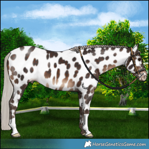 Horse Color:Silver Brown Near Leopard 