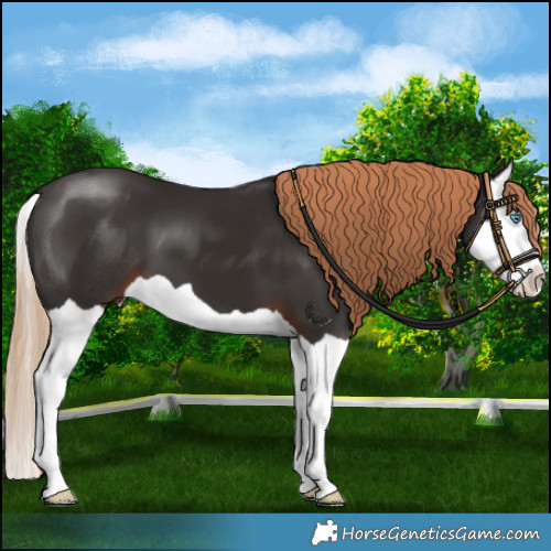 Horse Color:Liver Chestnut Splash