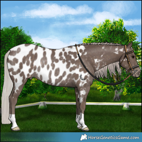 Horse Color:Silver Black Appaloosa Rabicano