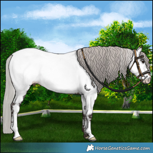 Horse Color:Silver Brown Appaloosa Rabicano 