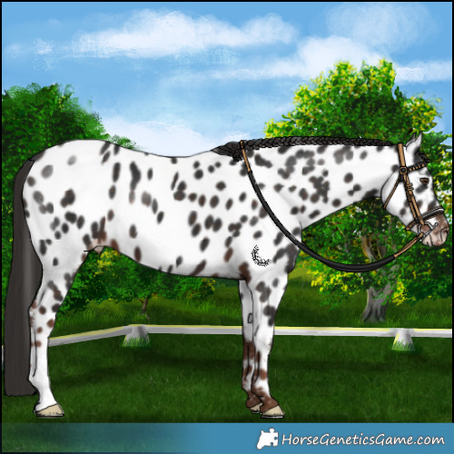 Horse Color:Liver Chestnut Appaloosa 