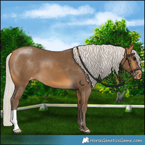 Horse Color:Silver Buckskin Appaloosa