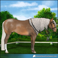 Horse Color:Silver Buckskin Varnish 