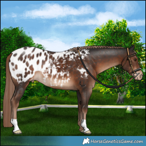 Horse Color:Liver Chestnut Appaloosa