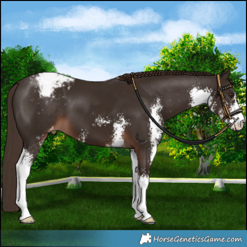 Horse Color:Liver Chestnut Sabino Appaloosa 