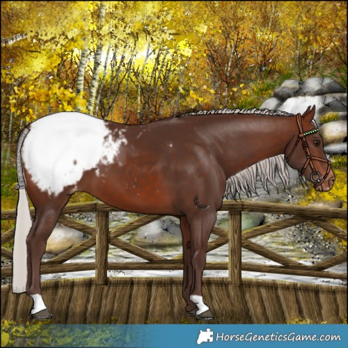 Horse Color:Silver Brown Snowcap