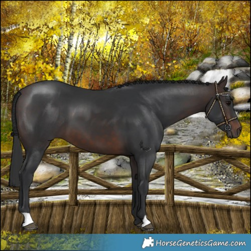 Horse Color:Brown 
