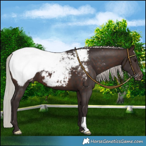 Horse Color:Silver Brown Appaloosa 