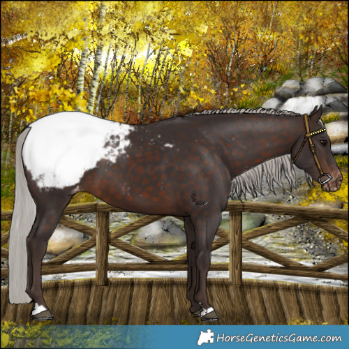 Horse Color:Silver Brown Snowcap 