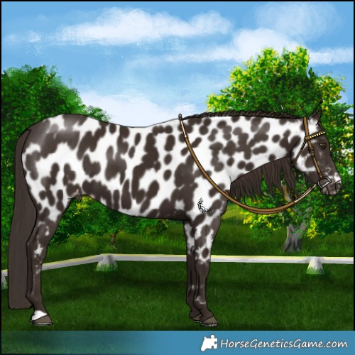 Horse Color:Liver Chestnut Appaloosa