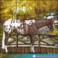 Horse Color:Silver Black Splash Blanket 