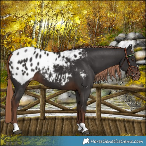Horse Color:Liver Chestnut Blanket 