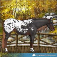 Horse Color:Liver Chestnut Blanket 