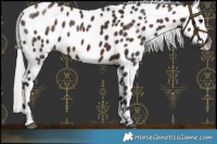 Horse Color:Silver Brown Leopard 