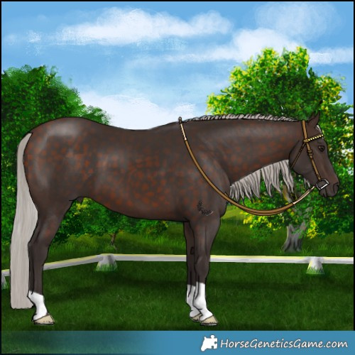 Horse Color:Silver Bay 