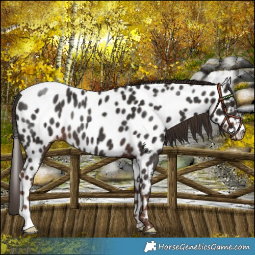 Horse Color:Liver Chestnut Near Leopard Rabicano 