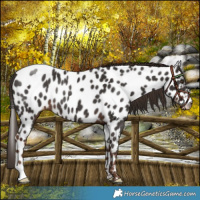 Horse Color:Liver Chestnut Near Leopard Rabicano 