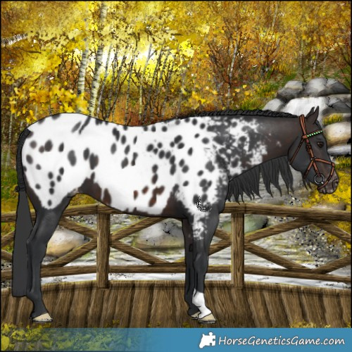 Horse Color:Bay Near Leopard