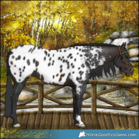 Horse Color:Bay Near Leopard 