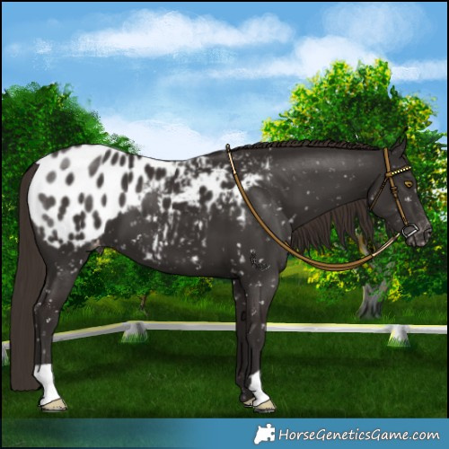Horse Color:Liver Chestnut Appaloosa