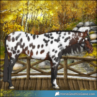 Horse Color:Bay Near Leopard 