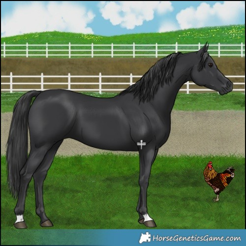 Horse Color:Black 