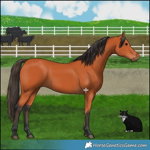 Horse Color:Bay Rabicano 