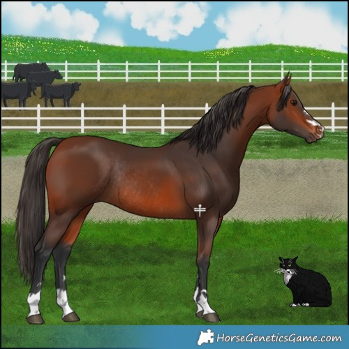 Horse Color:Bay Rabicano 