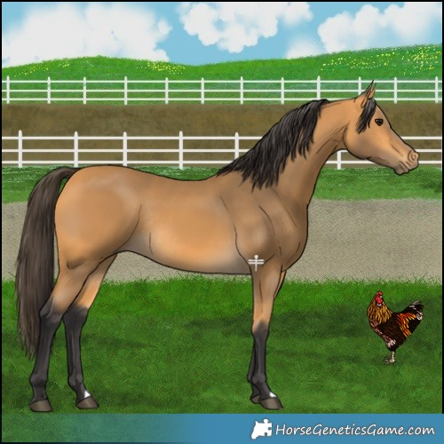 Horse Color:Buckskin Rabicano 