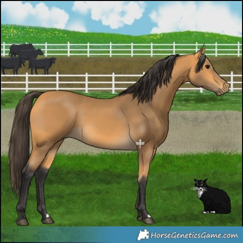 Horse Color:Buckskin Rabicano 