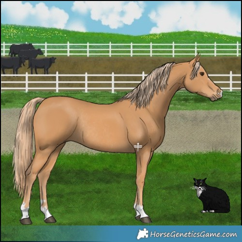 Horse Color:Chestnut Rabicano 