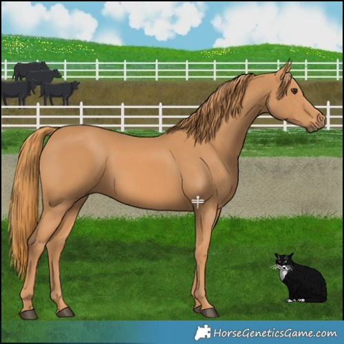 Horse Color:Chestnut Rabicano 