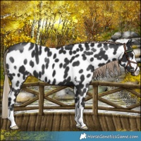 Horse Color:Liver Chestnut Leopard 