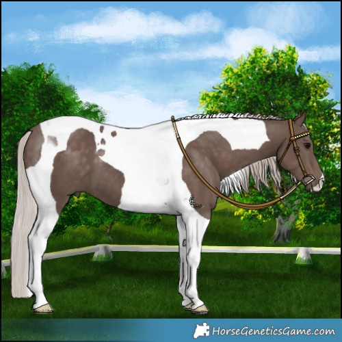 Horse Color:Silver Black Tobiano 