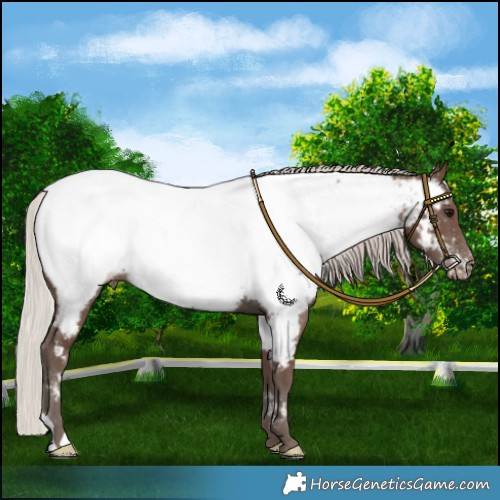Horse Color:Silver Black Appaloosa
