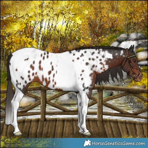 Horse Color:Liver Chestnut Tobiano Near Leopard