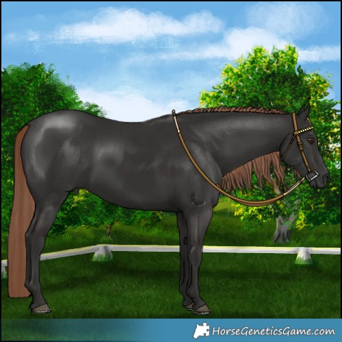 Horse Color:Liver Chestnut