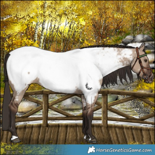 Horse Color:Liver Red Dun Appaloosa 