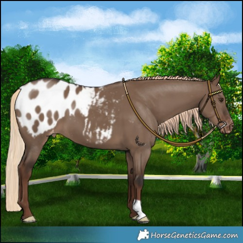 Horse Color:Liver Red Dun Appaloosa 
