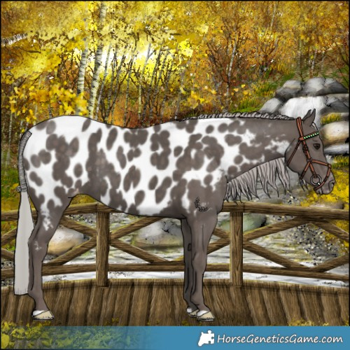 Horse Color:Silver Black Near Leopard