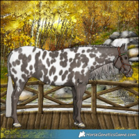 Horse Color:Silver Black Near Leopard