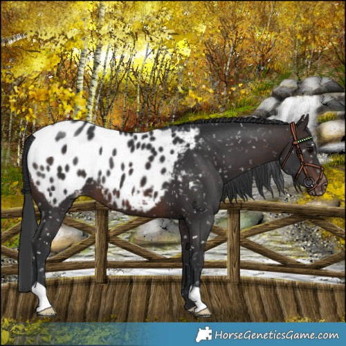 Horse Color:Brown Blanket 