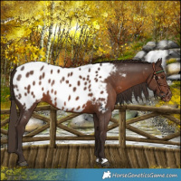 Horse Color:Liver Chestnut Near Leopard