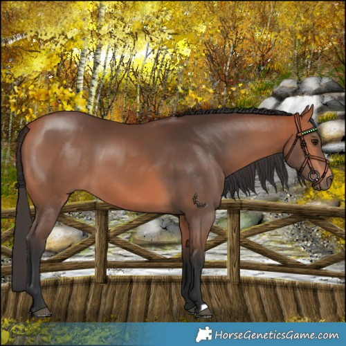 Horse Color:Bay 