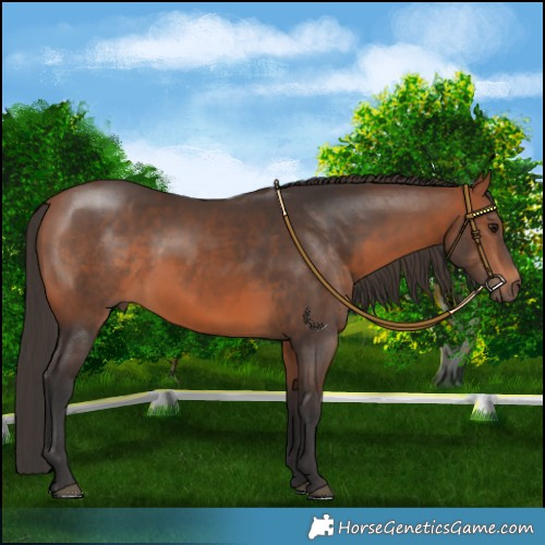 Horse Color:White Spotted Bay 