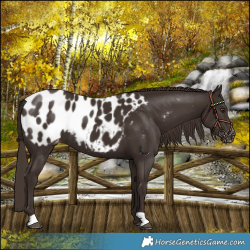 Horse Color:Liver Chestnut Near Leopard