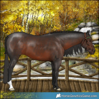 Horse Color:Liver Chestnut